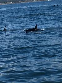Whale Watching Depoe Bay Feb 25 2017